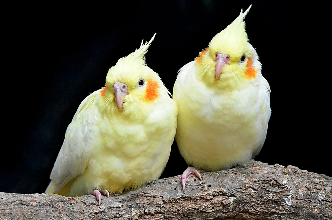 Best pet bird uk