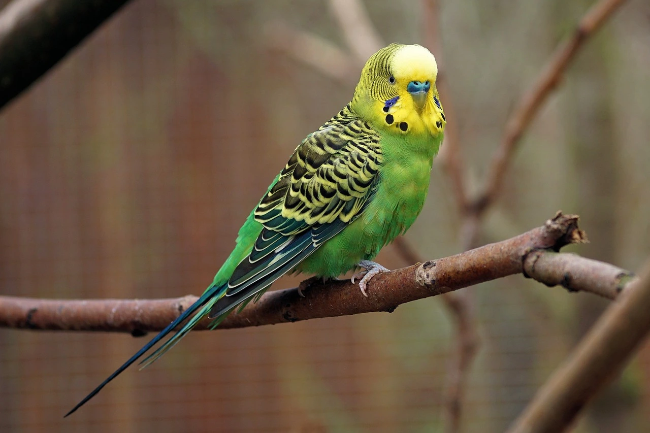 Import pet birds uk