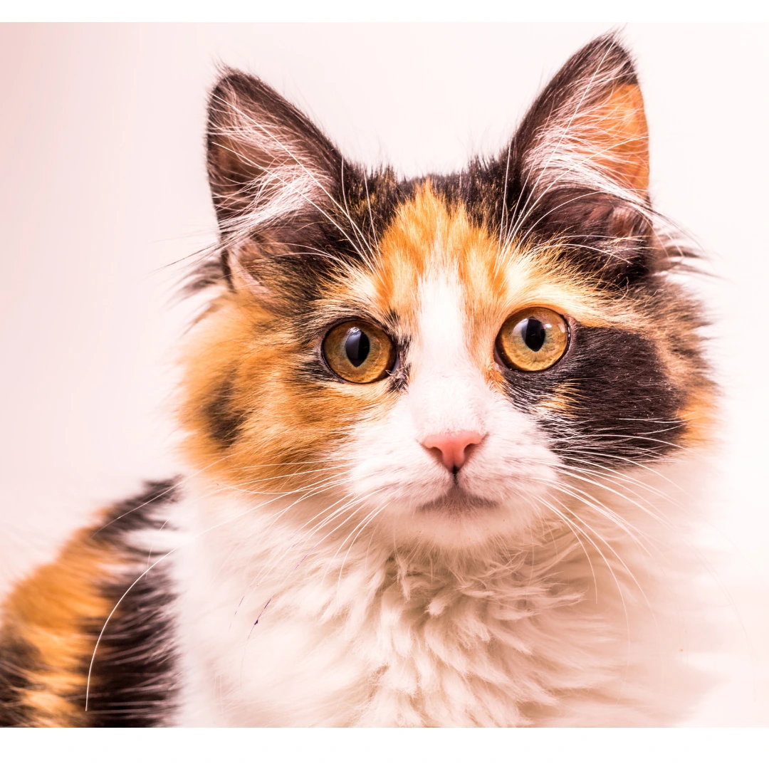 Pet transport uk to spain