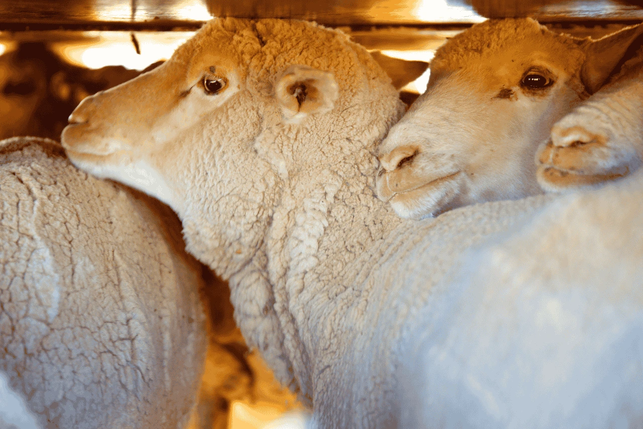 commercial-sheep-transport