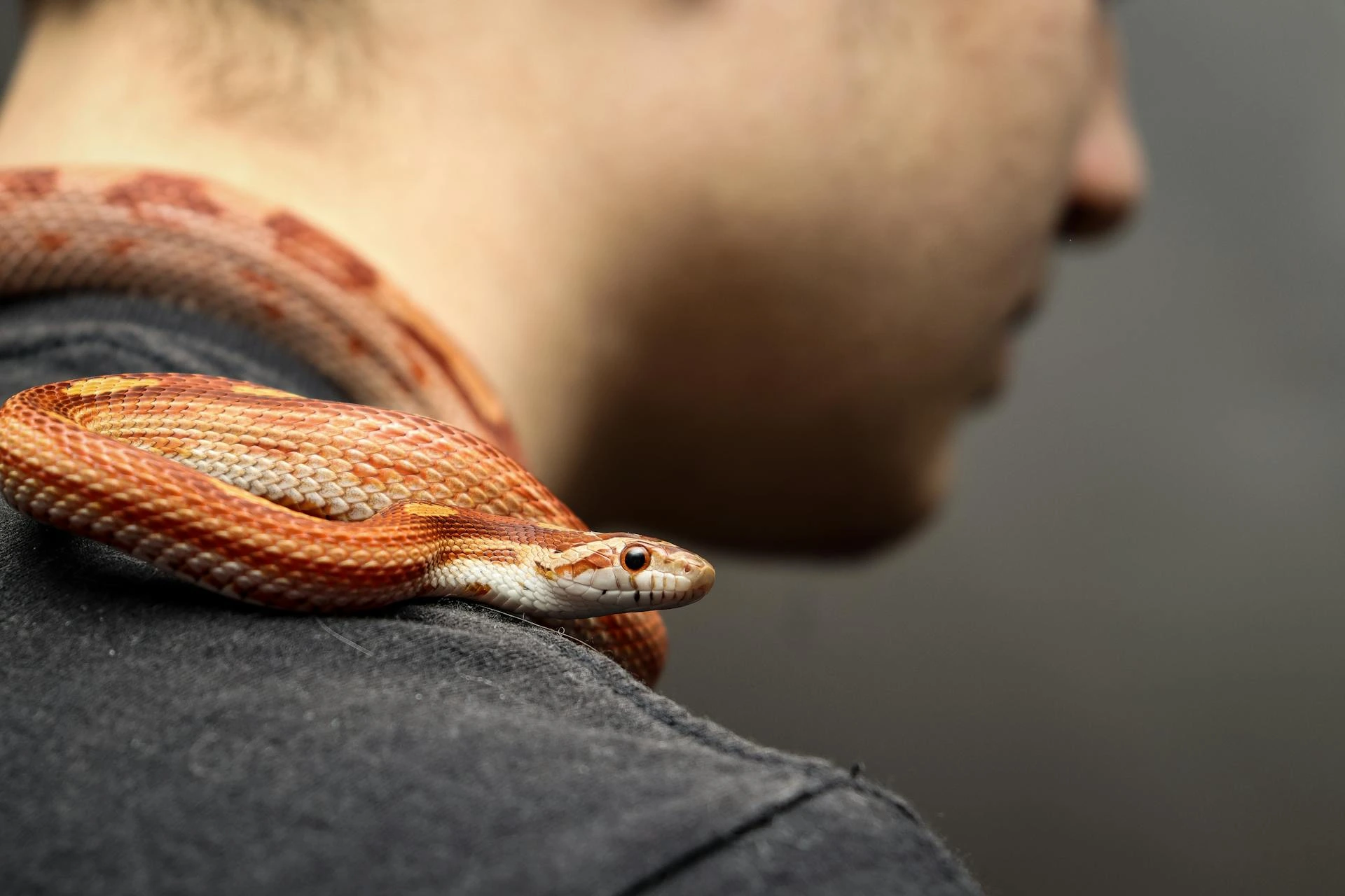 Corn snake pet travel