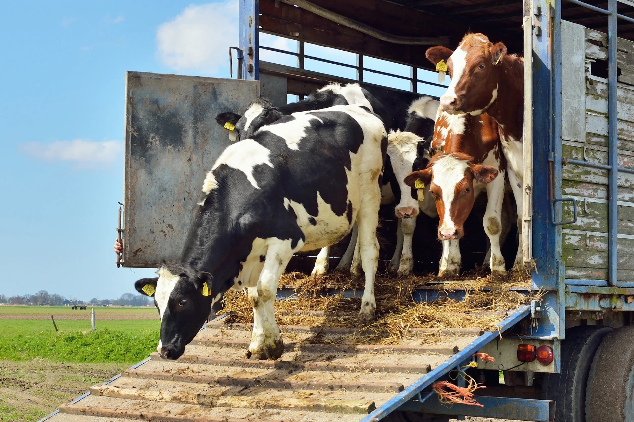 cow-transport-over-long-distance