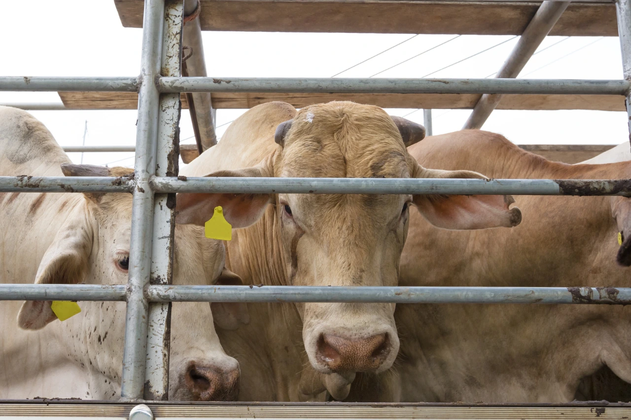 cow-transport-over-short-distance