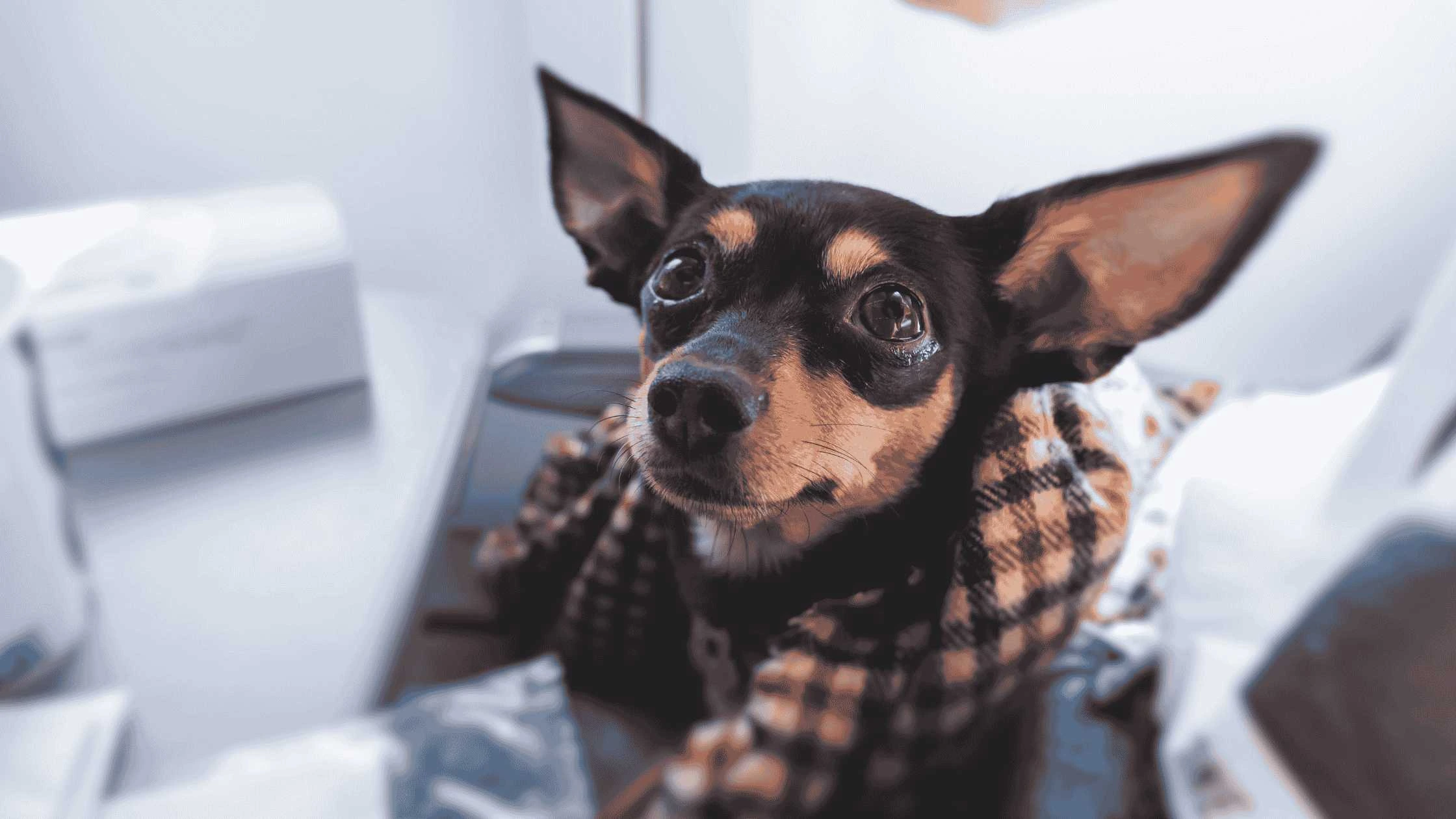 best pet carrier for dogs