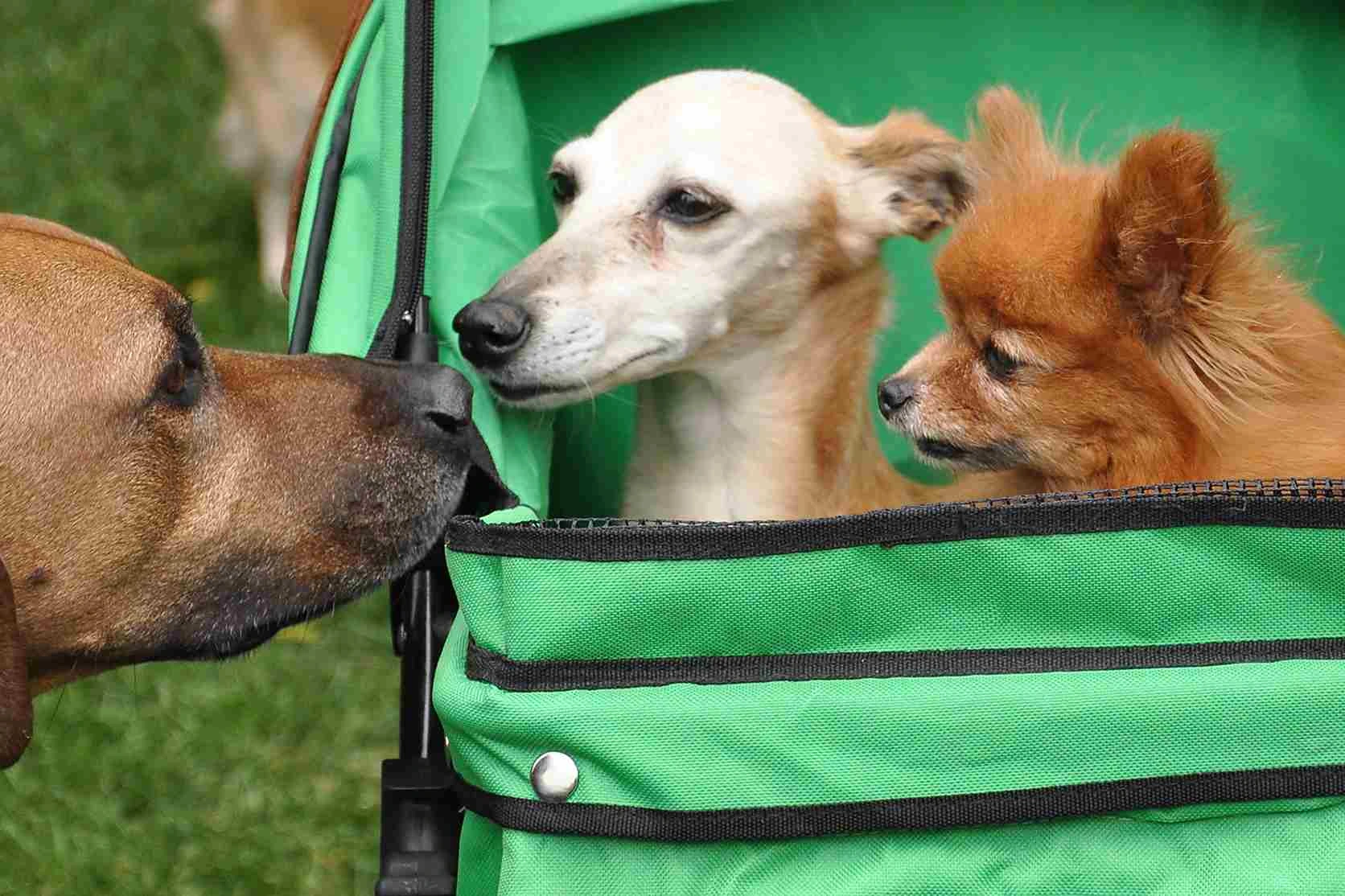 Dog carrier for pet shipping