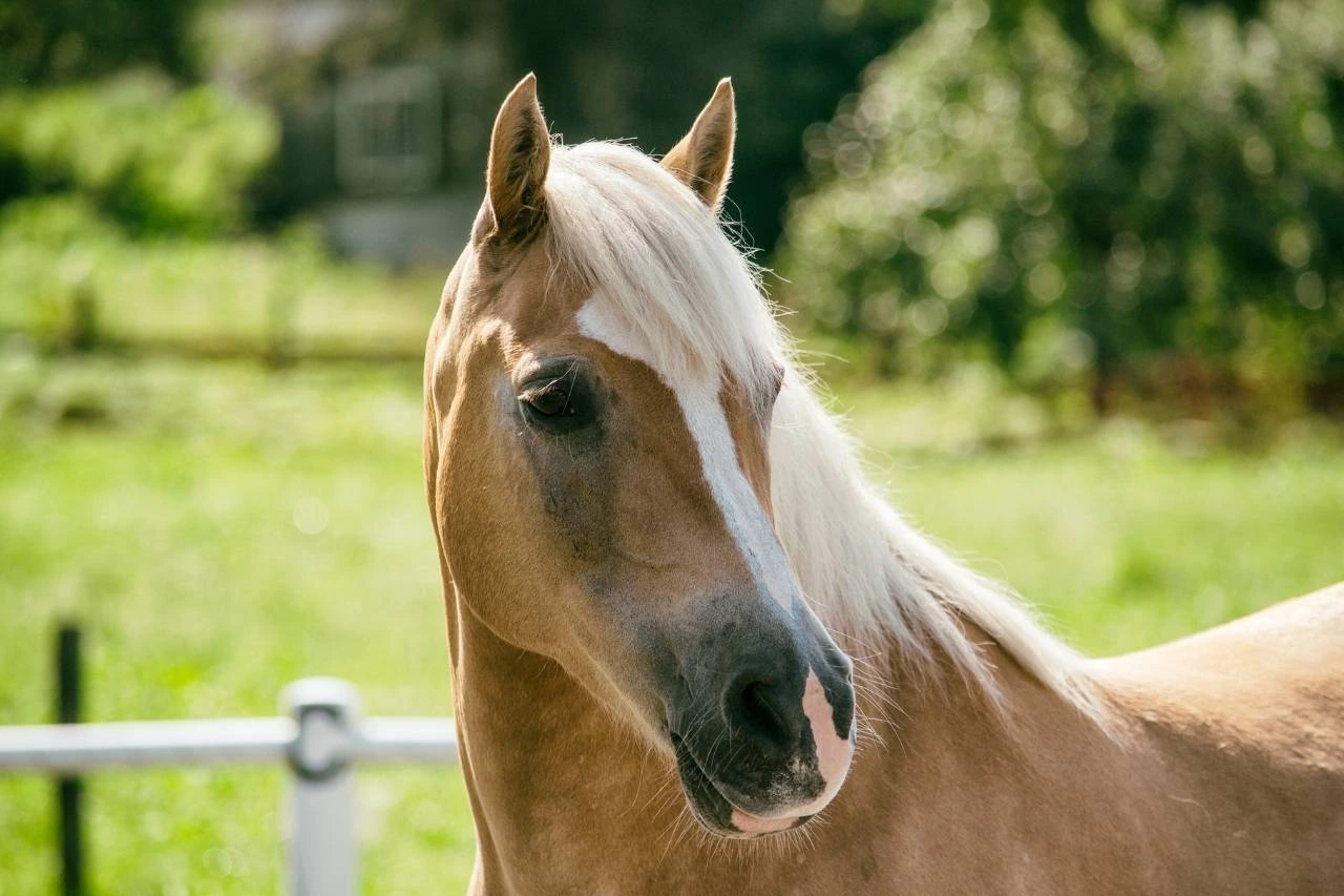Equine air transport