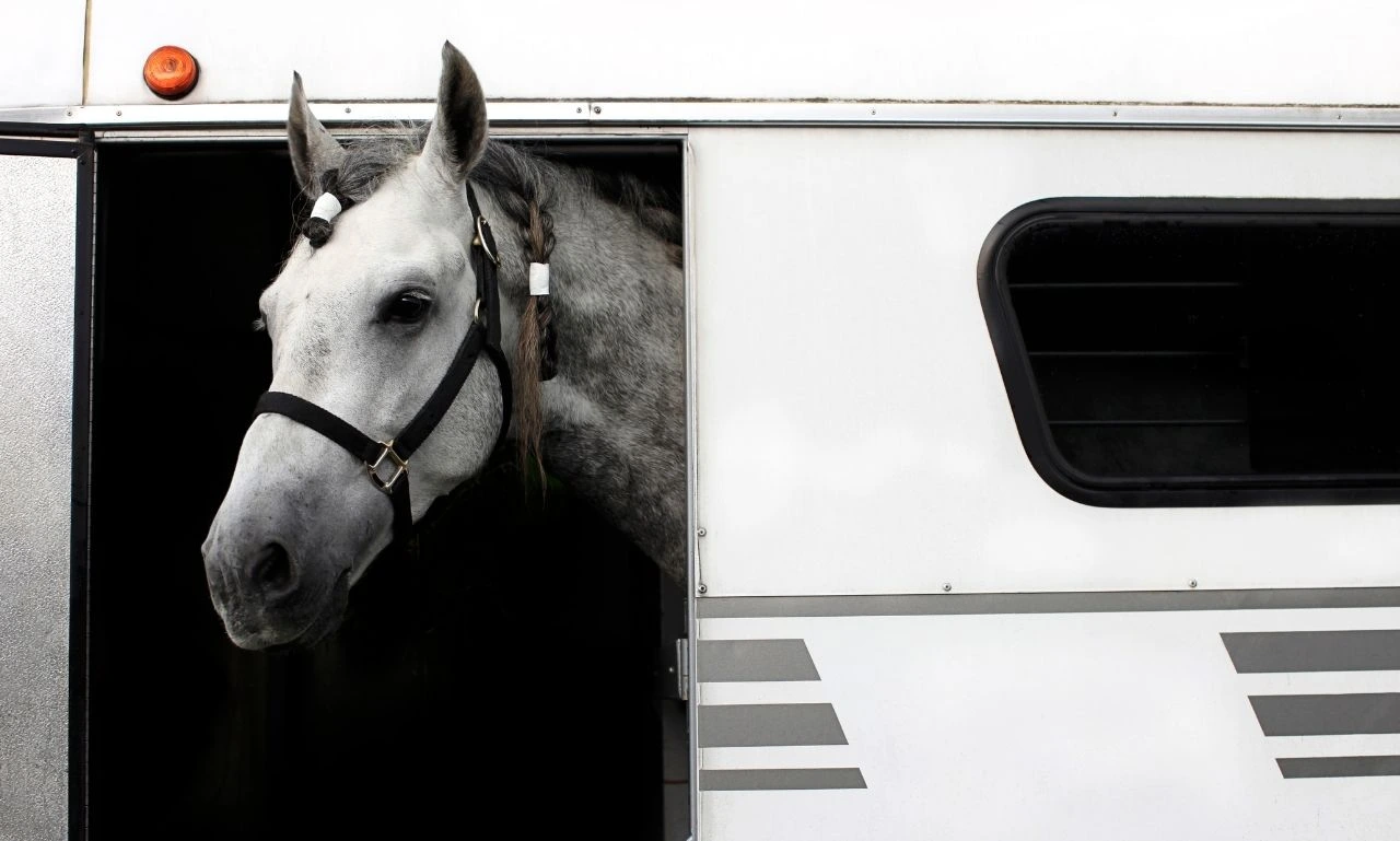 Horse transport passport