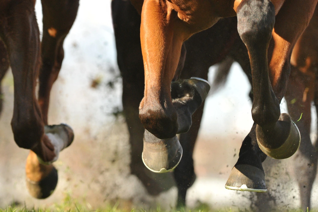 horses-transported-to-the-olympics