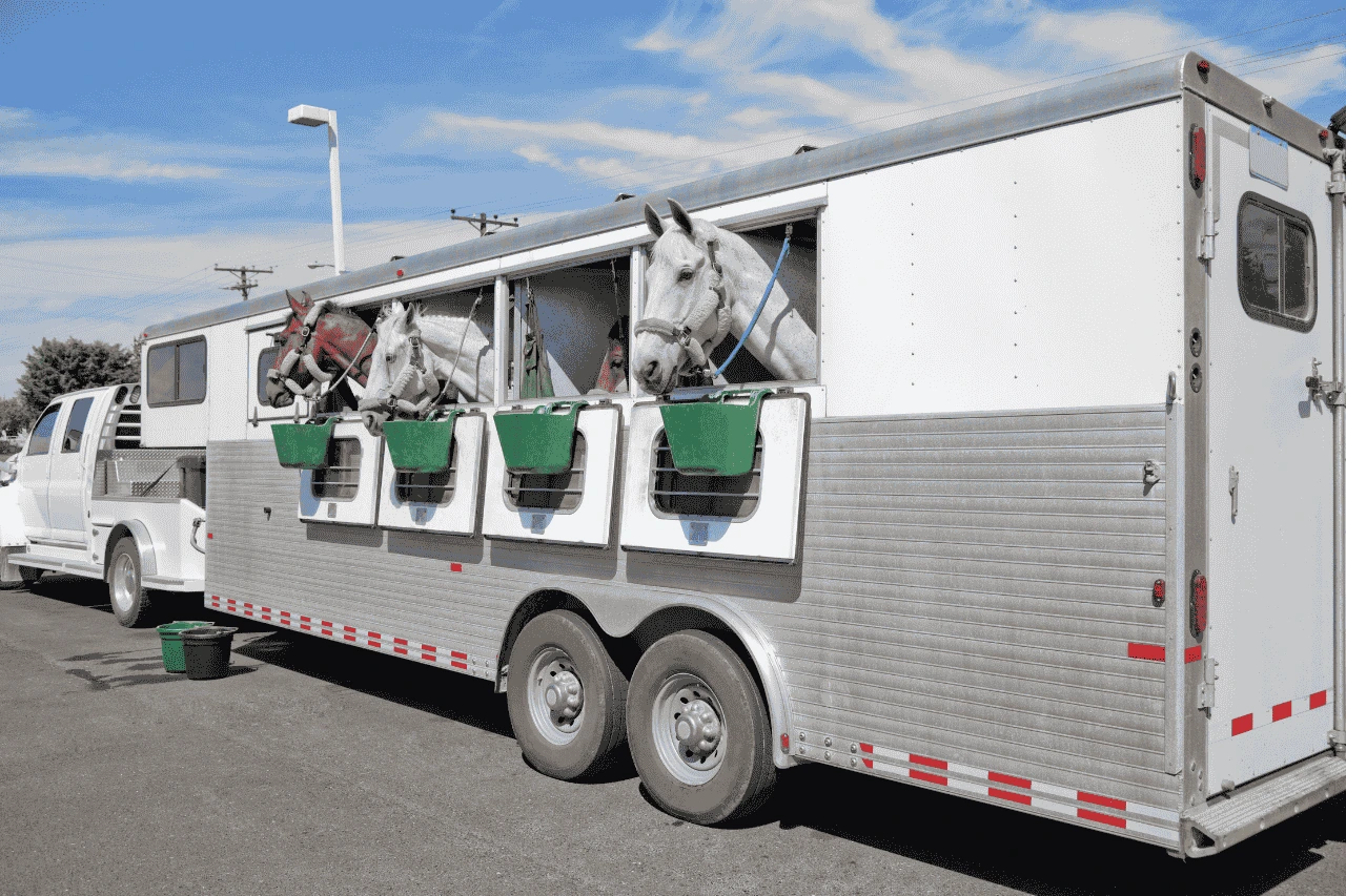 how-are-horses-transported-to-the-olympics
