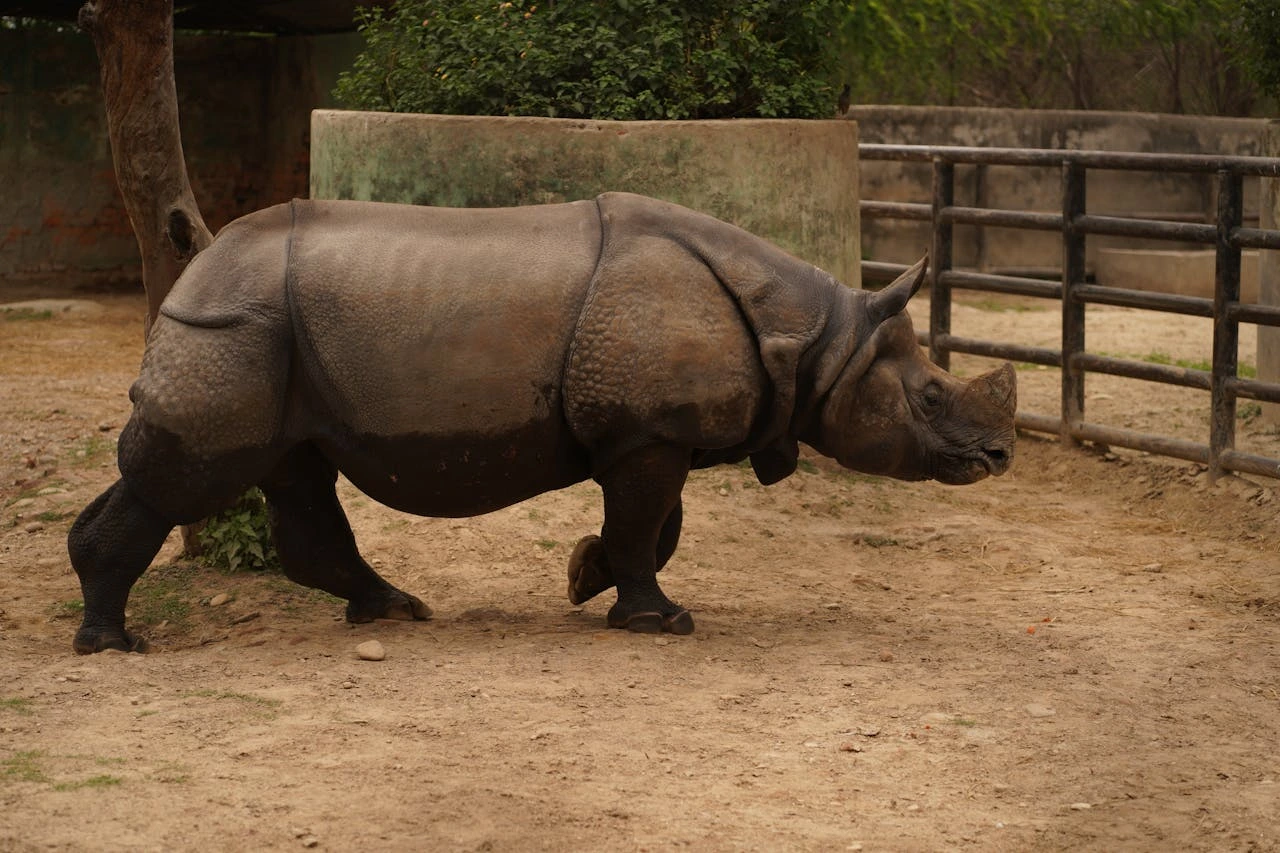 how-can-we-help-protect-endangered-animals