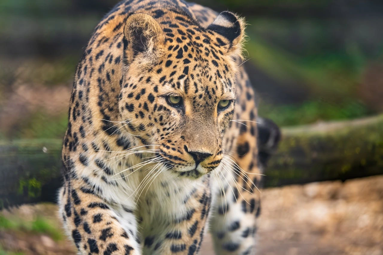 how-can-we-help-save-endangered-animals