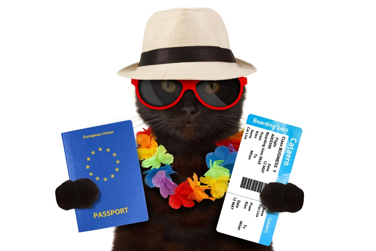 How much is a pet passport uk