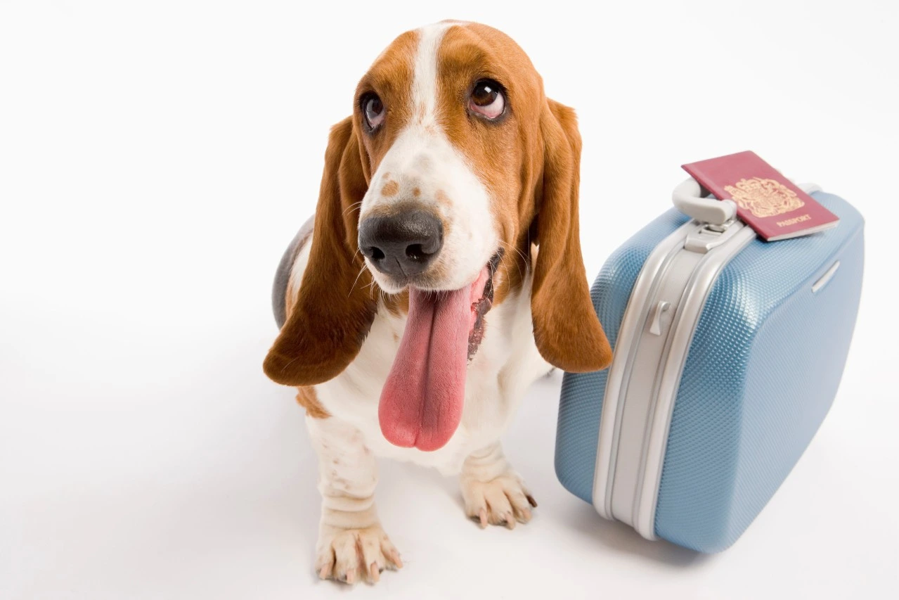 How much is a pet passport