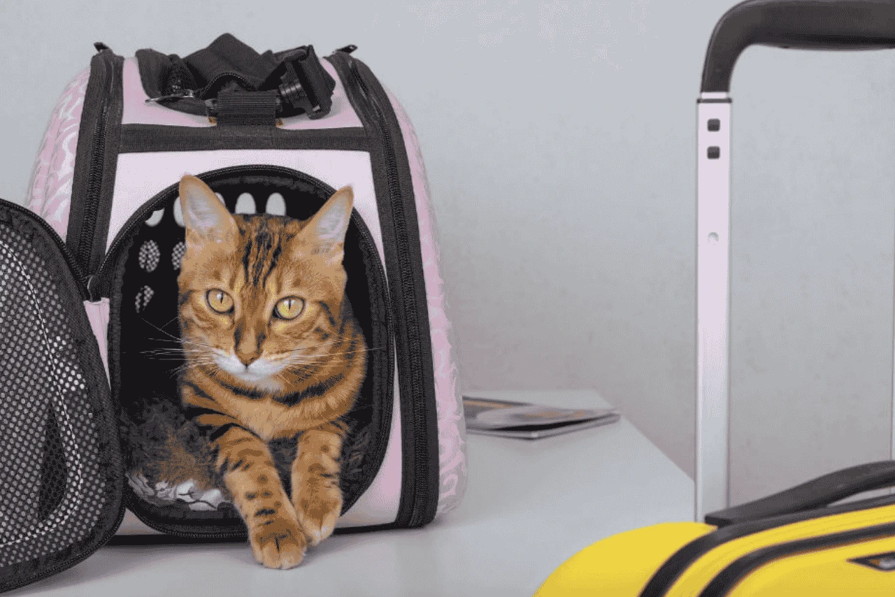 how-to-transport-a-cat-long-distance