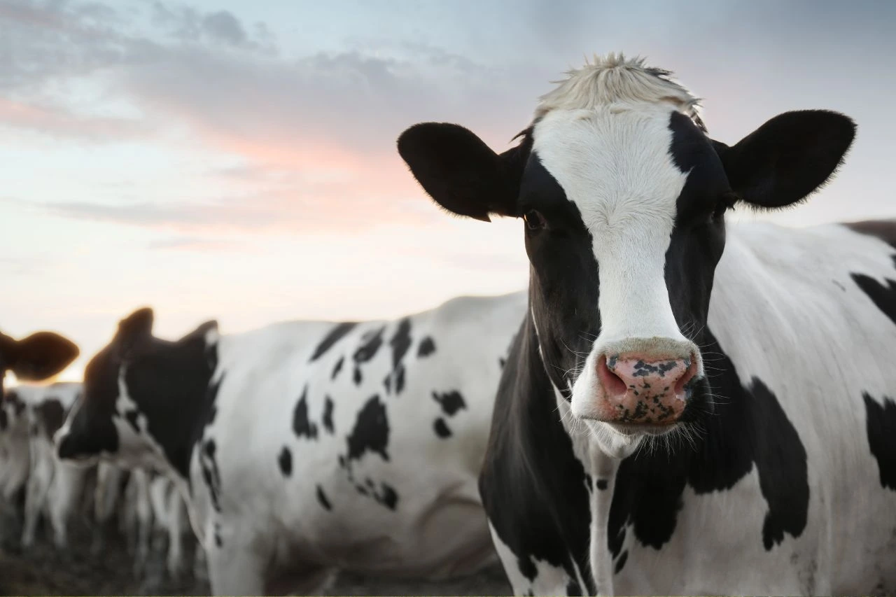 livestock-transport-cost