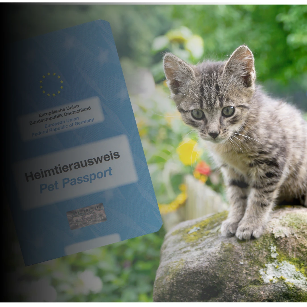 animal health certificate cost