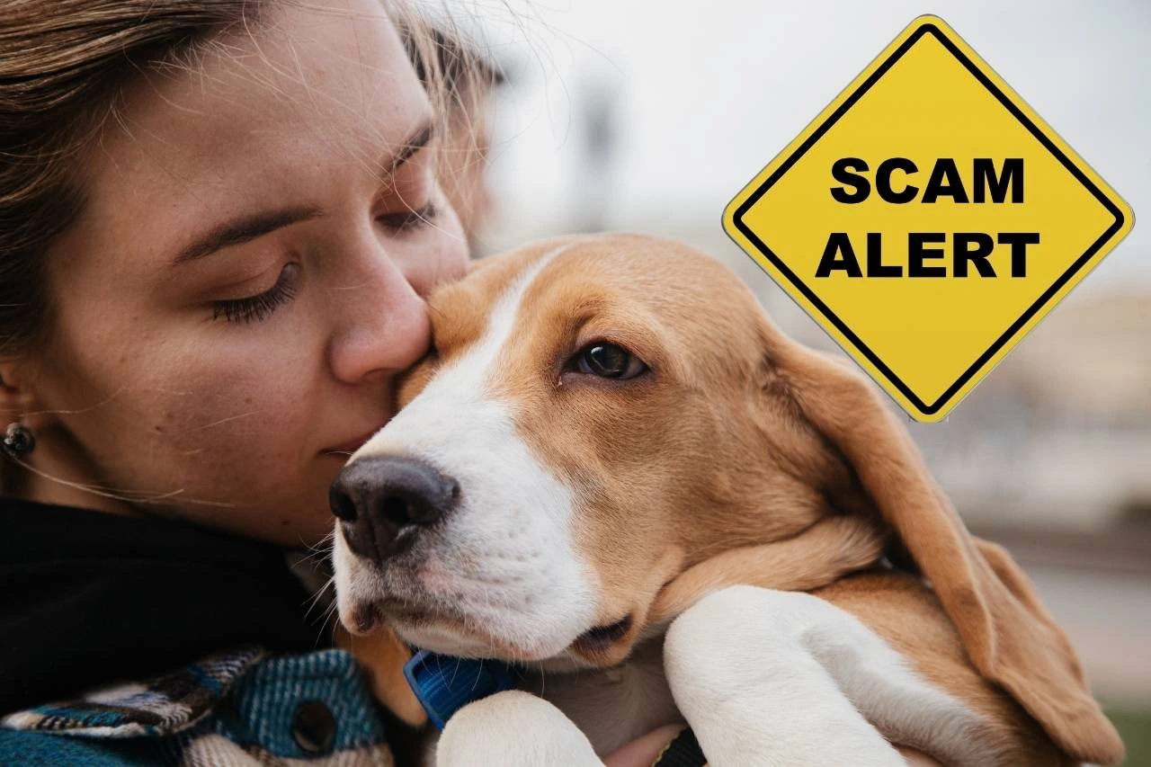 Pet shipping scams