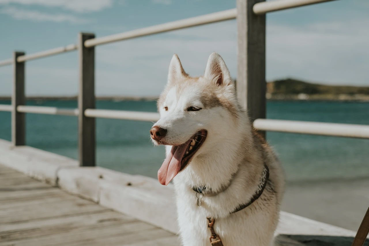 Pet Transport New-Zealand To UK