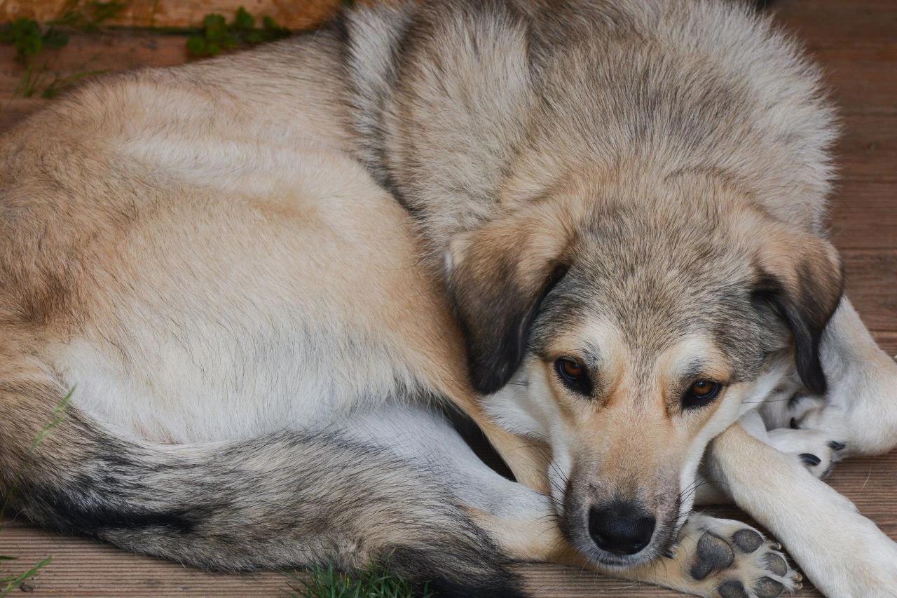 pet-travel-from-uk-to-ireland