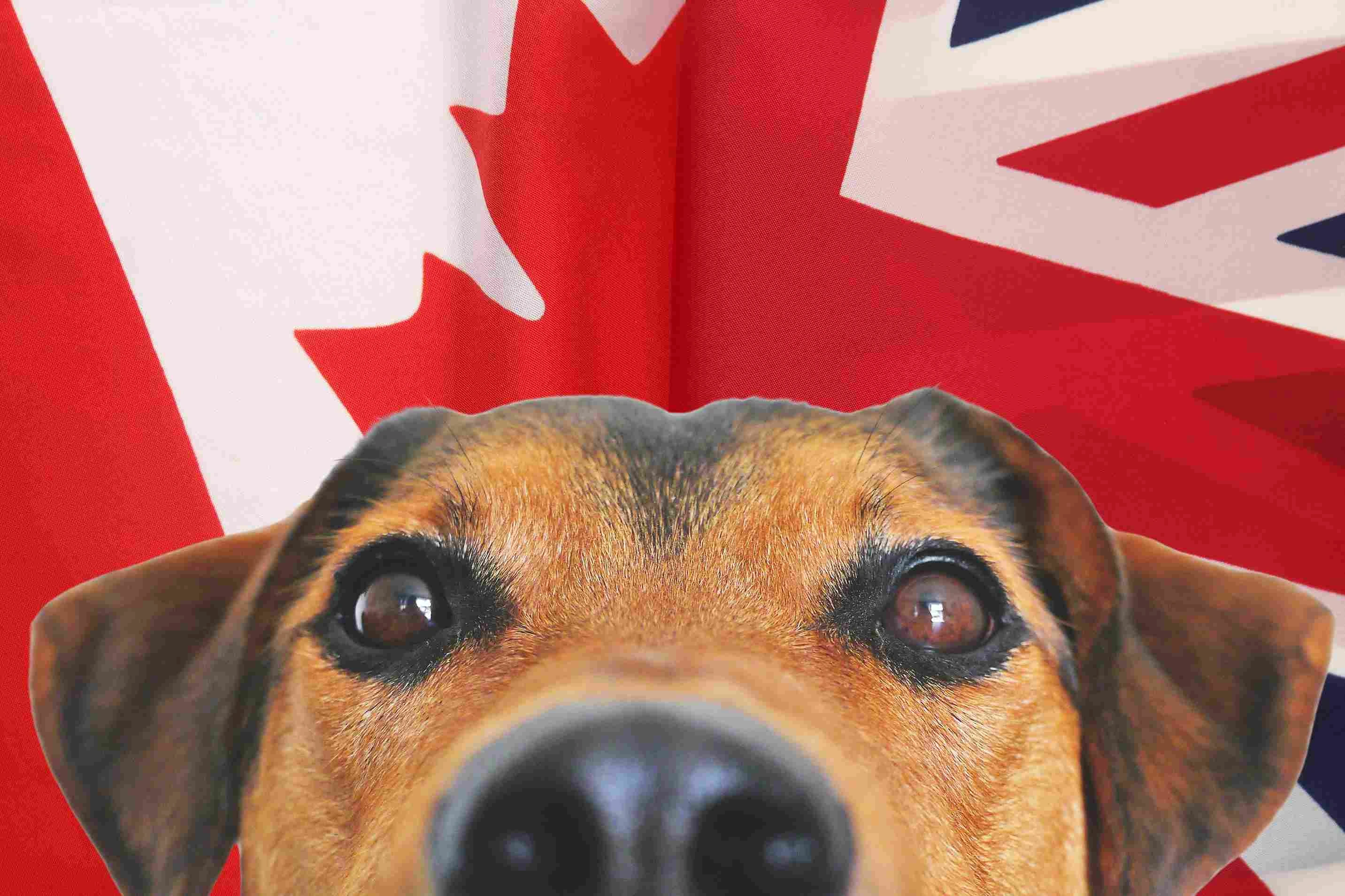 pet travel to canada from uk
