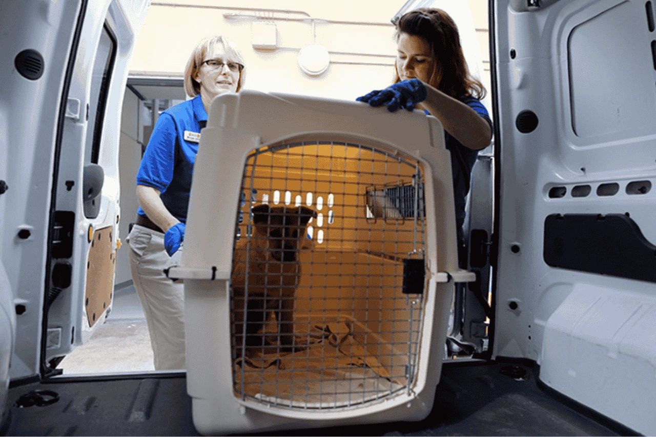 sedating-a-dog-for-flight