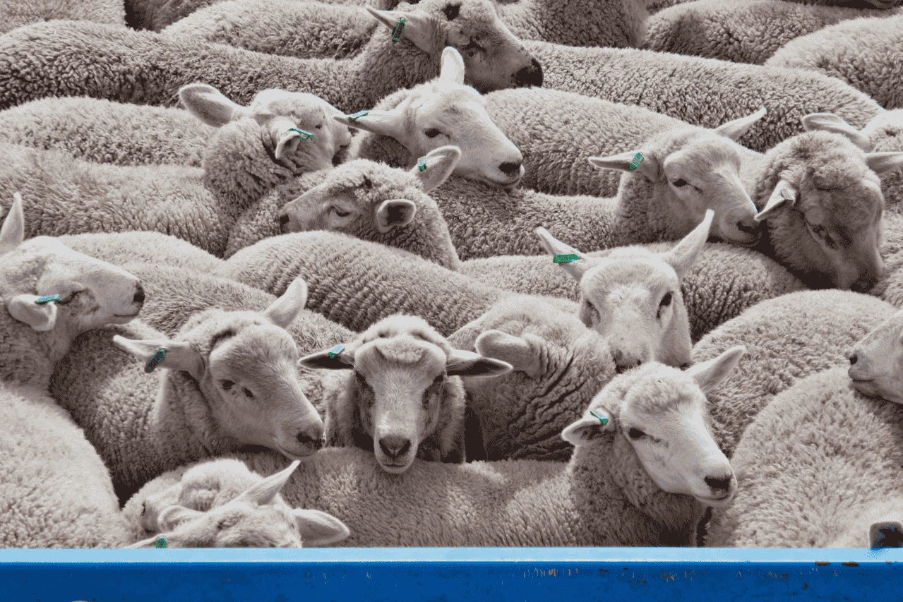 sheep-transport