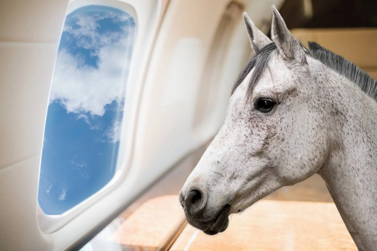 Shipping horses by air