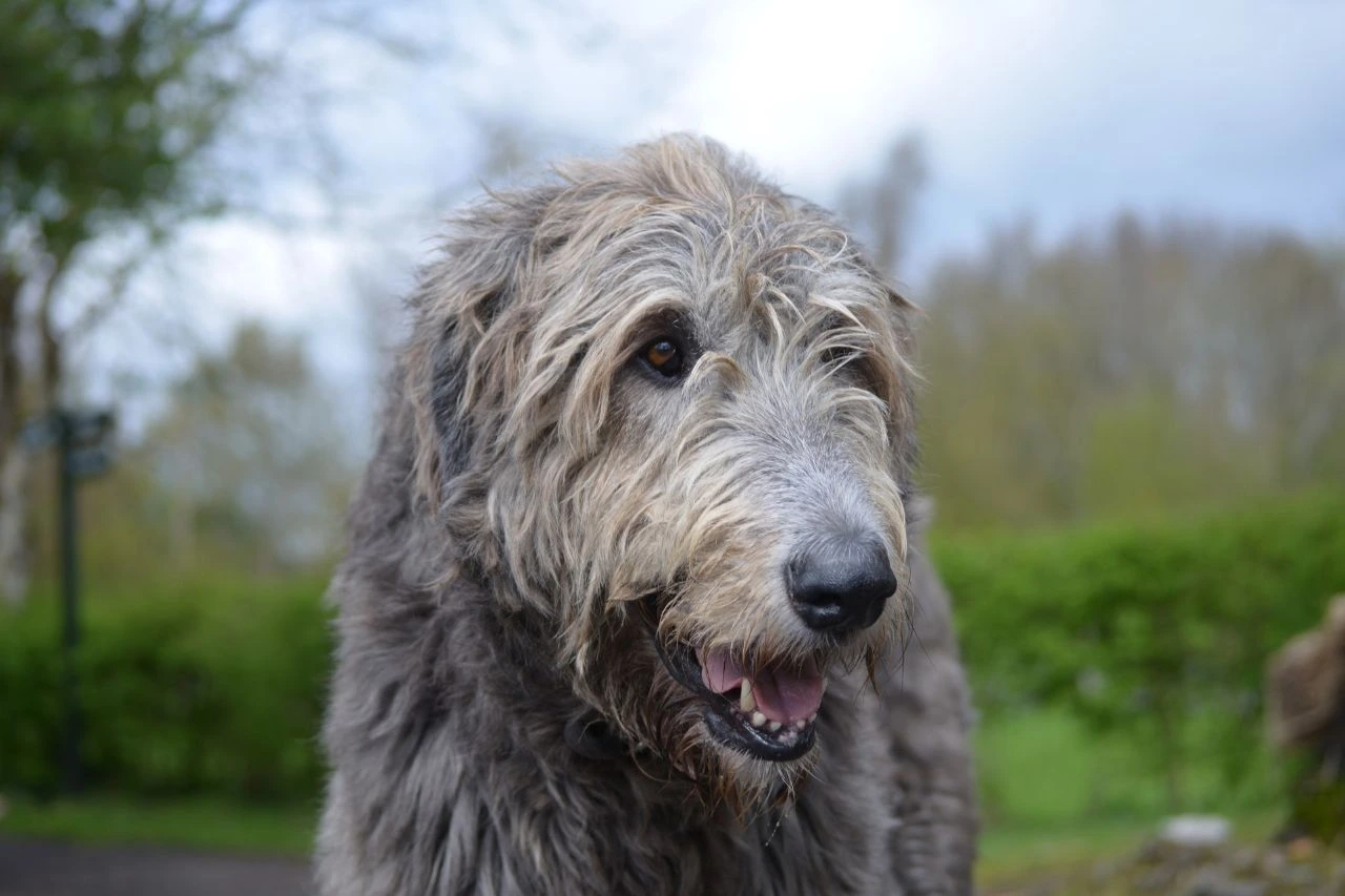 taking-dog-to-ireland-from-uk