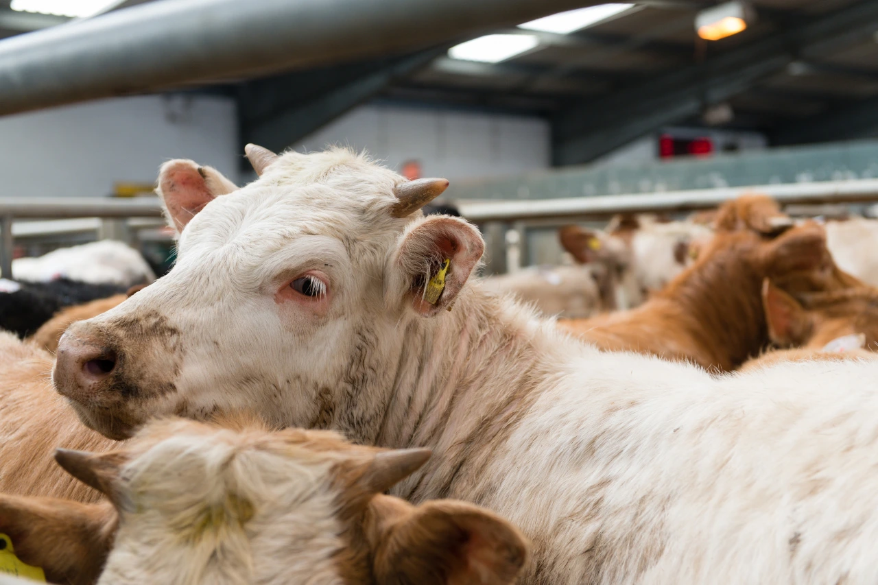 top-5-livestock-markets-uk