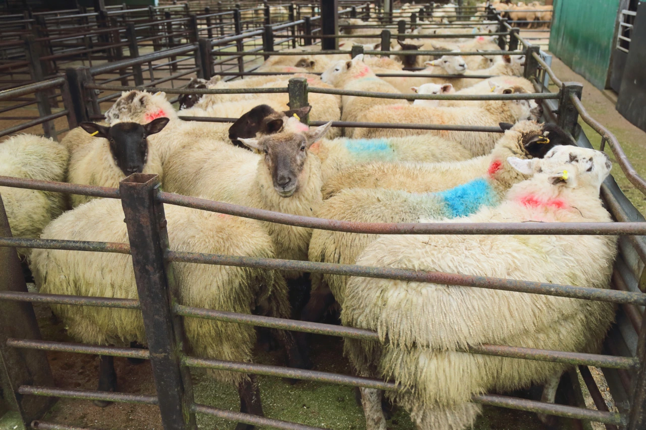 top-livestock-markets-uk