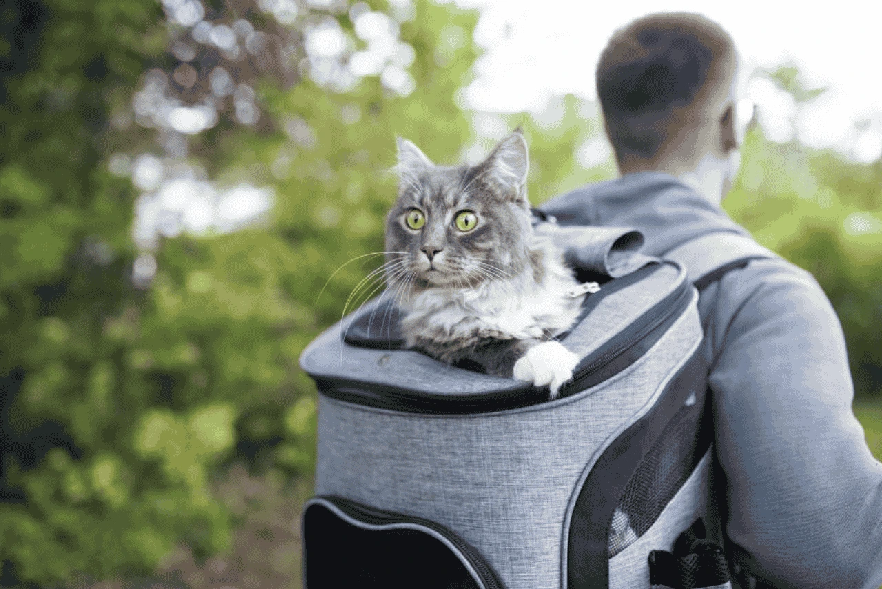 transport-a-cat-long-distance