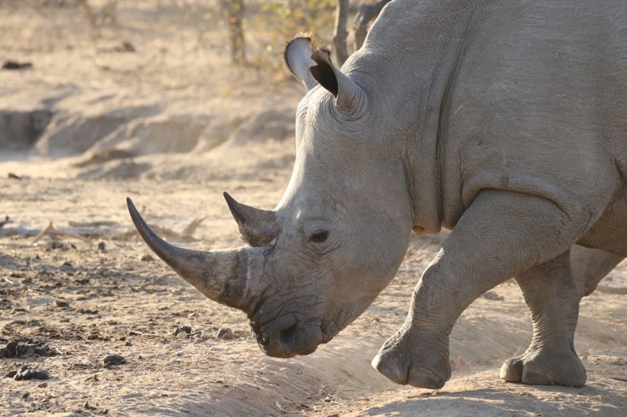 Why are rhinos endangered animals