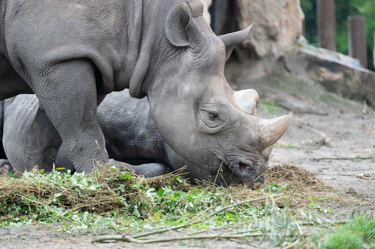 Why rhinos are endangered