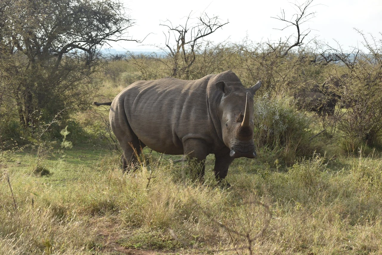 Wildlife animal transport