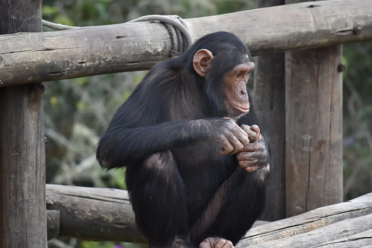 Zoo animal transport for animal conservation